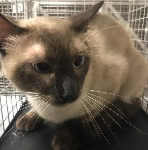 A young medium-sized male Siamese cat named A for adoption in Conroe, TX