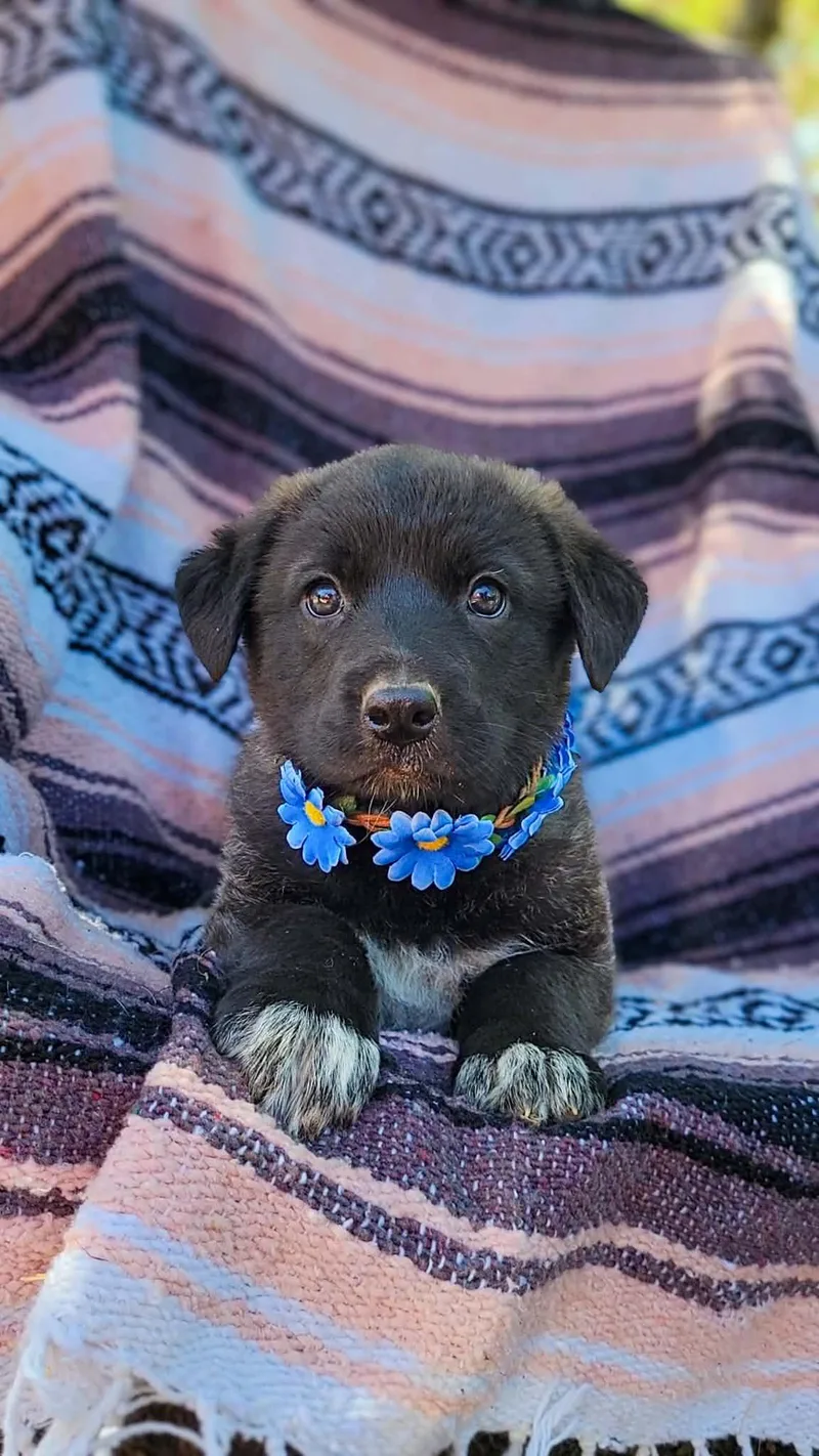 A baby medium-sized female Border Collie dog named Monarch for adoption in Anza, CA