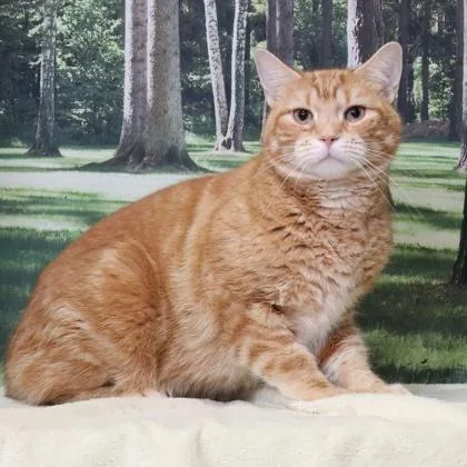 An adult small-sized male Domestic Short Hair cat named Daymen for adoption in West Chester, PA