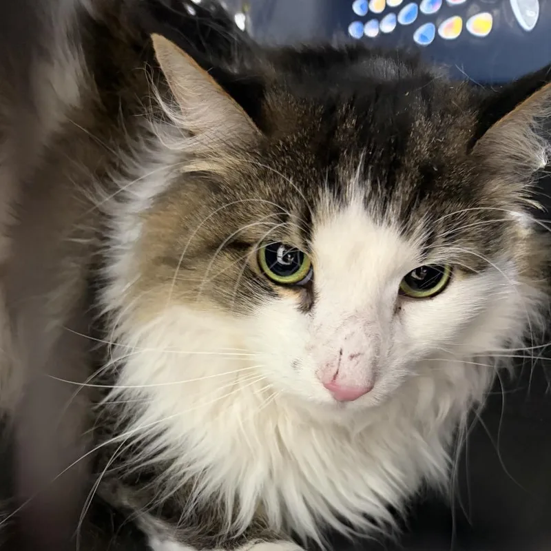 A baby large-sized male White Domestic Short Hair cat named Onyx for adoption in Newark, NJ