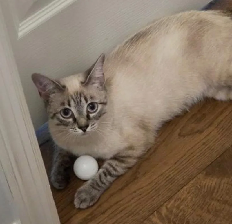 An adult medium-sized female Cream / Ivory Siamese cat named Laundry Basket for adoption in Marshall, NC