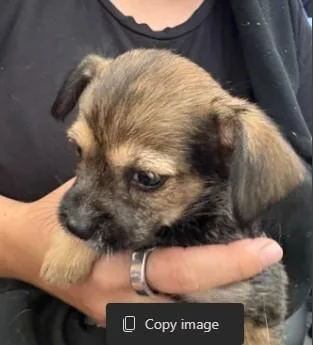 Pablo