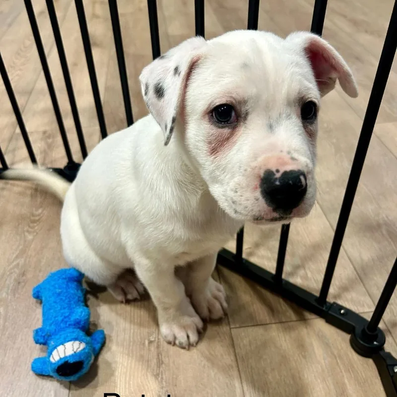 A baby medium-sized male White / Cream Pit Bull Terrier dog named Potato for adoption in Phoenix, AZ
