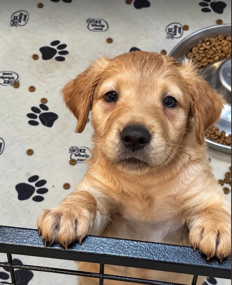 A baby medium-sized male Golden Australian Cattle Dog / Blue Heeler dog named Ernest NC for adoption in Vernon, CT
