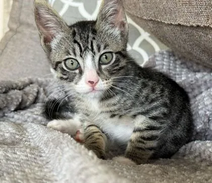 A baby small-sized male Domestic Short Hair cat named Maui for adoption in Honolulu, HI