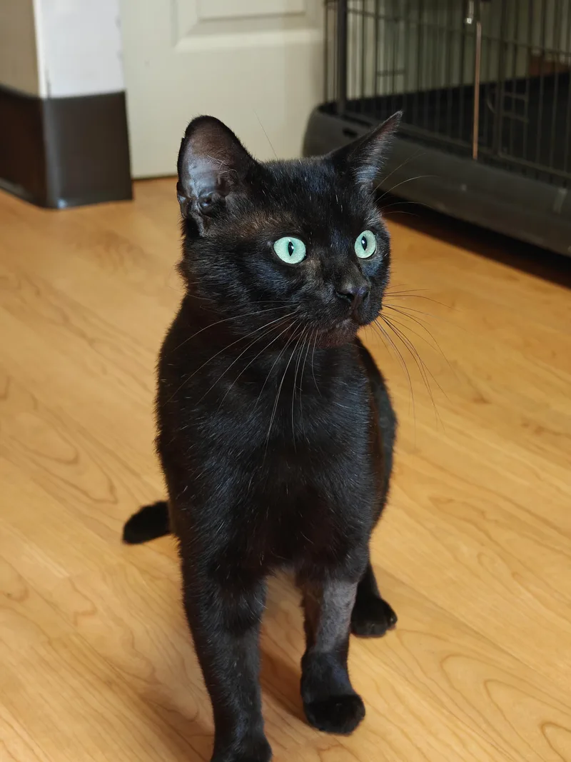 A young medium-sized male Domestic Short Hair cat named Joe Burrow for adoption in New Britain, CT