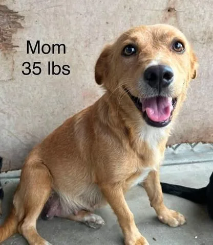 Darla