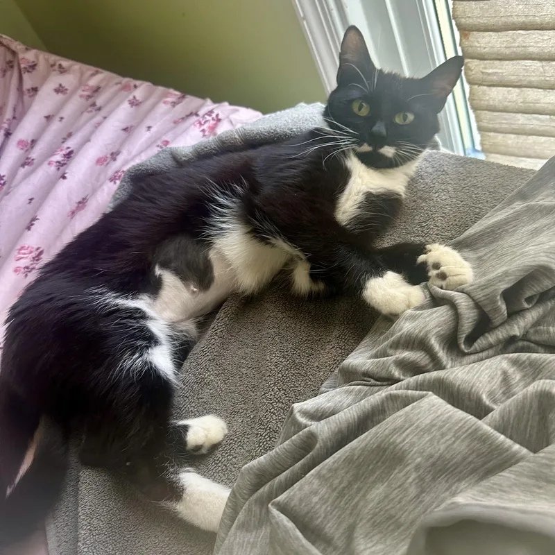 A young medium-sized female Black & White / Tuxedo Domestic Short Hair cat named Nori for adoption in Richmond, VA