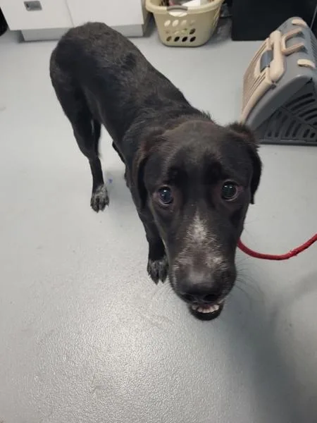 A young large-sized female Labrador Retriever dog named Ic for adoption in Lawrenceville, GA