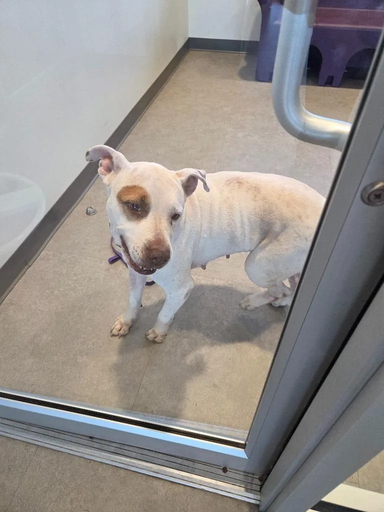 A young large-sized female Mixed Breed dog named Dottie for adoption in Bossier City, LA