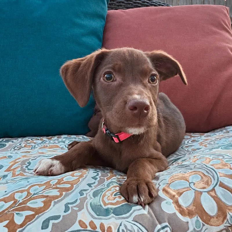 Emmylou