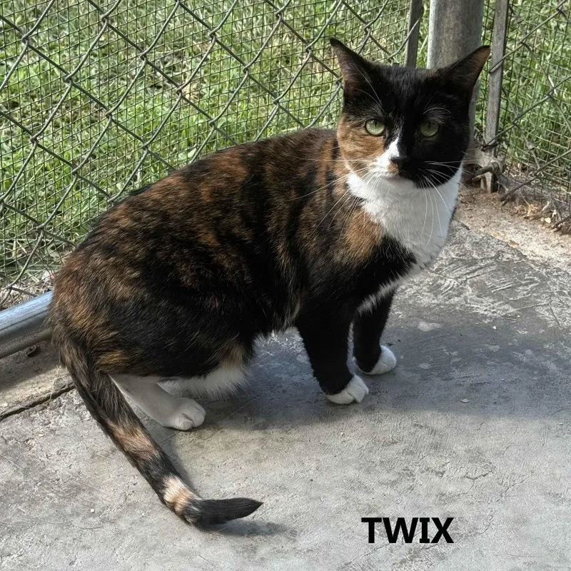 Twix