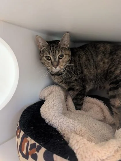 An adult medium-sized female Domestic Short Hair cat named Toni for adoption in Divide, CO