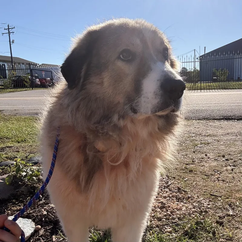 An adult extra large-sized male White / Cream Great Pyrenees dog named Beau for adoption in Columbia, SC
