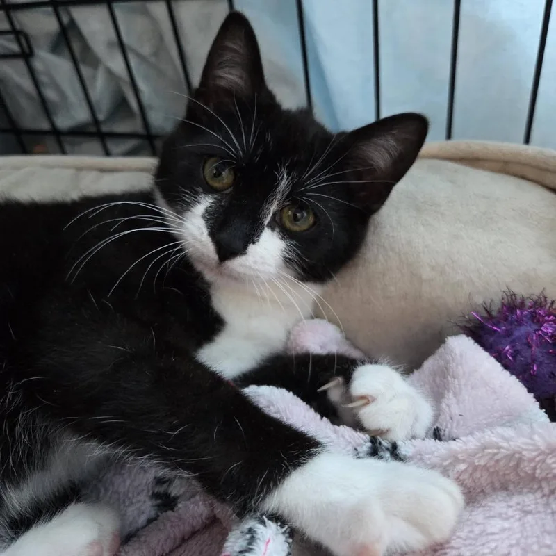 A baby small-sized male Black Domestic Short Hair cat named Willie for adoption in Reisterstown, MD
