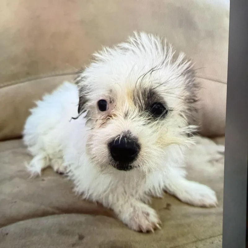 A baby small-sized female Yorkie Poo dog named Coconut for adoption in Redlands , CA
