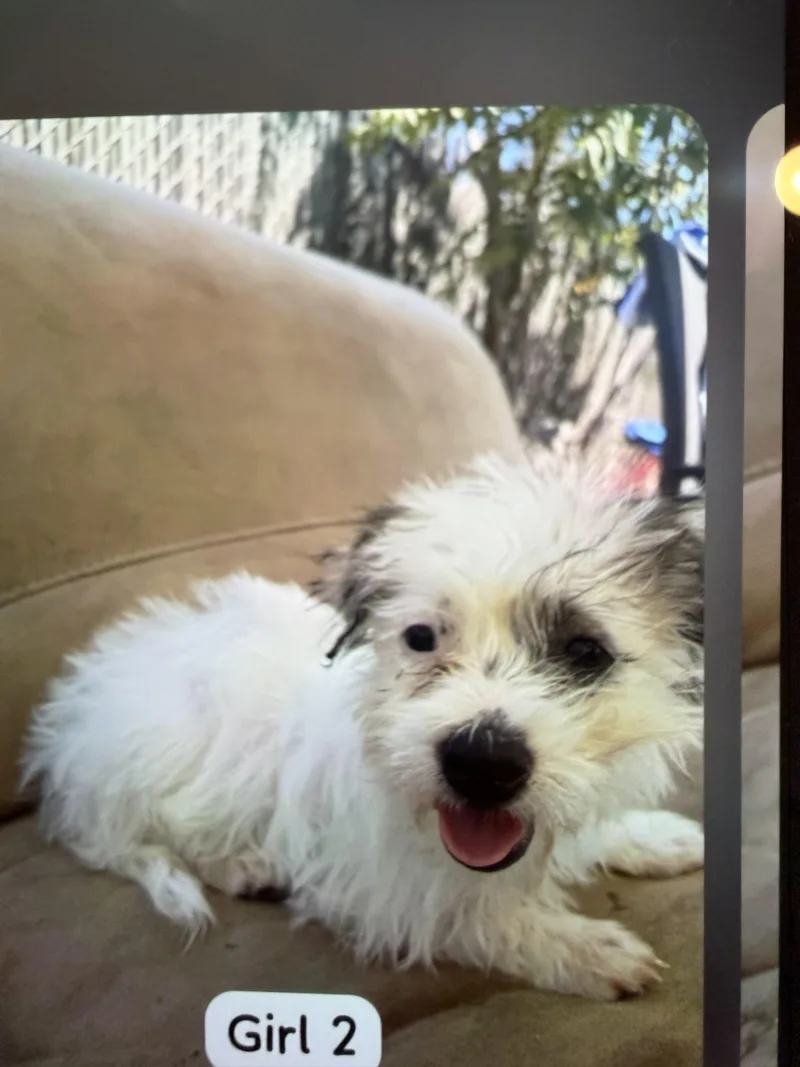 Coconut thumbnail 3