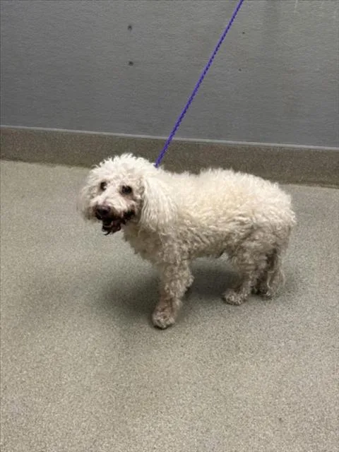 A senior small-sized male Poodle dog named Henry for adoption in Las Vegas, NV