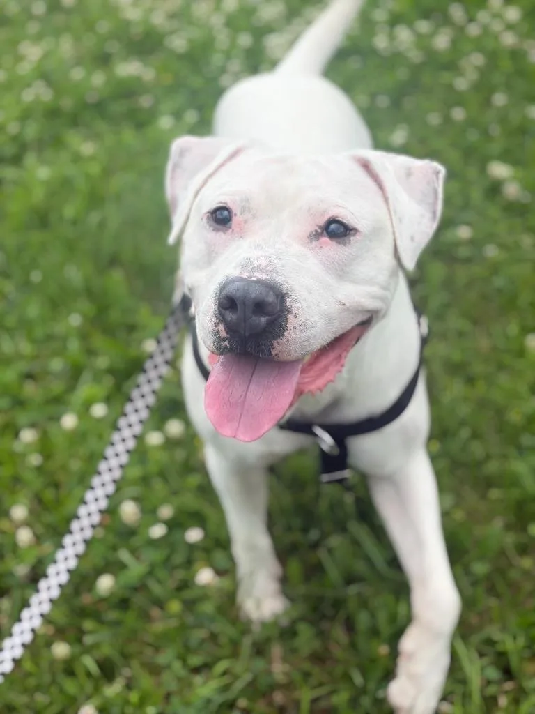 An adult large-sized male Staffordshire Bull Terrier dog named Snoopy for adoption in Hudson, NY