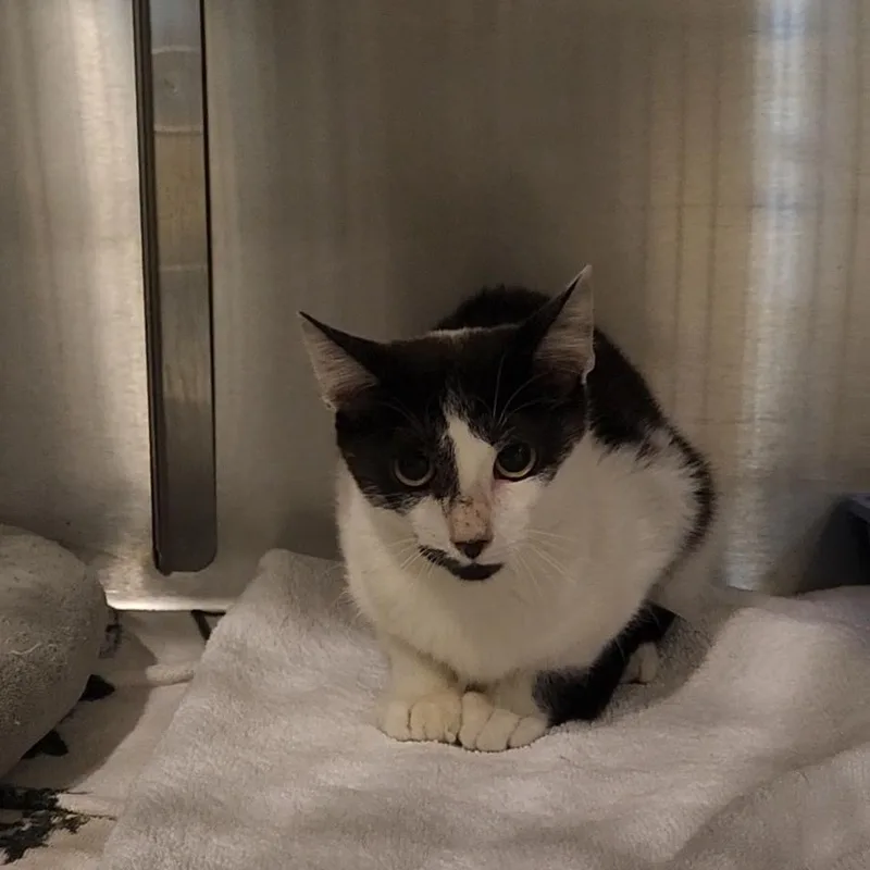 A baby medium-sized male Black & White / Tuxedo Domestic Short Hair cat named Tammy for adoption in Charleston, SC