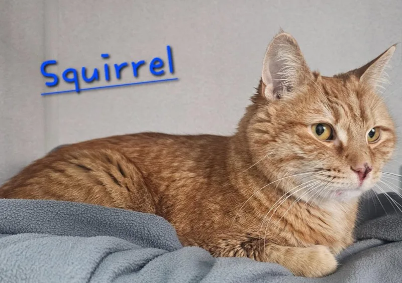 Squirrel thumbnail 2