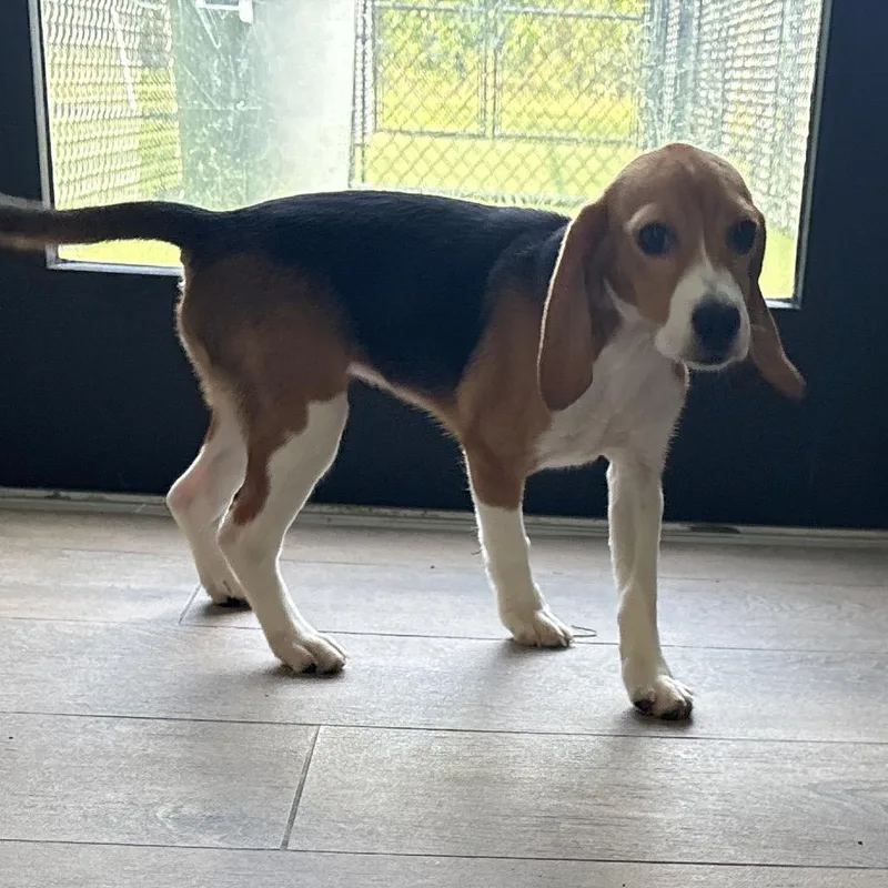 A baby small-sized female Yellow / Tan / Blond / Fawn Beagle dog named SG Jenna for adoption in LOXAHATCHEE, FL