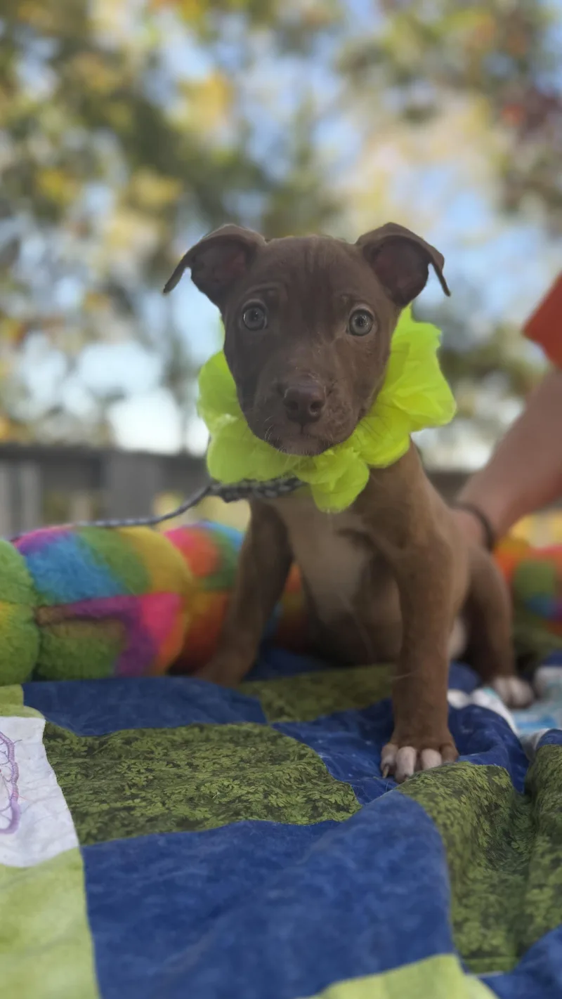 A baby medium-sized male Brown / Chocolate Boxer dog named Cocoa for adoption in White Lake, MI