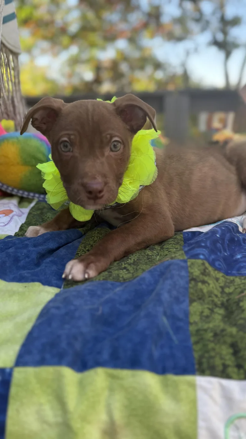 Cocoa thumbnail 3