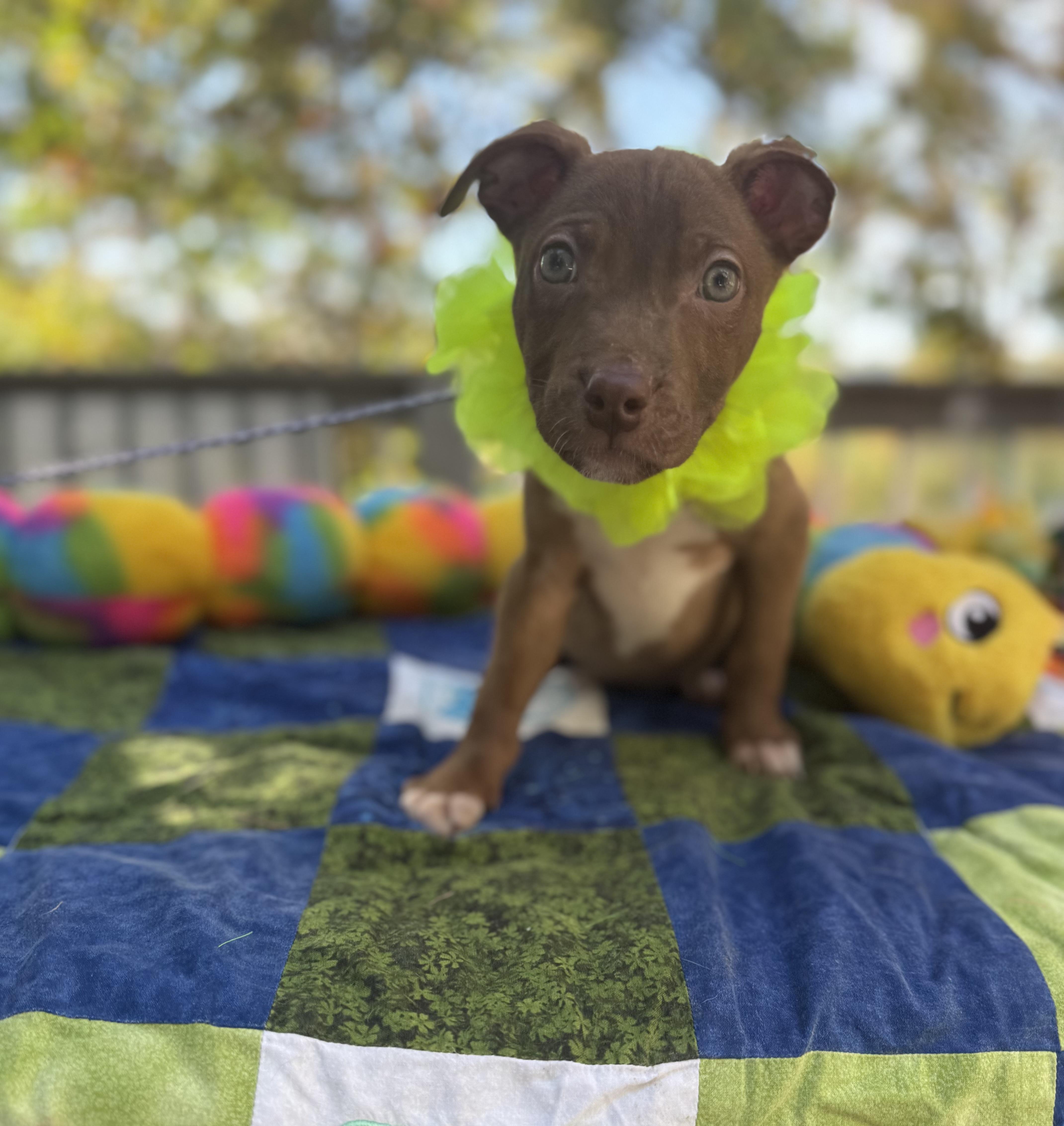 Cocoa thumbnail 4