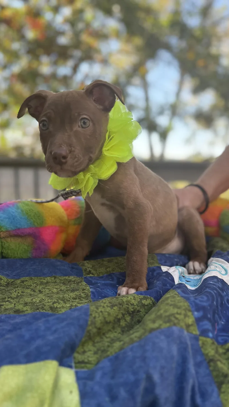 Cocoa thumbnail 5