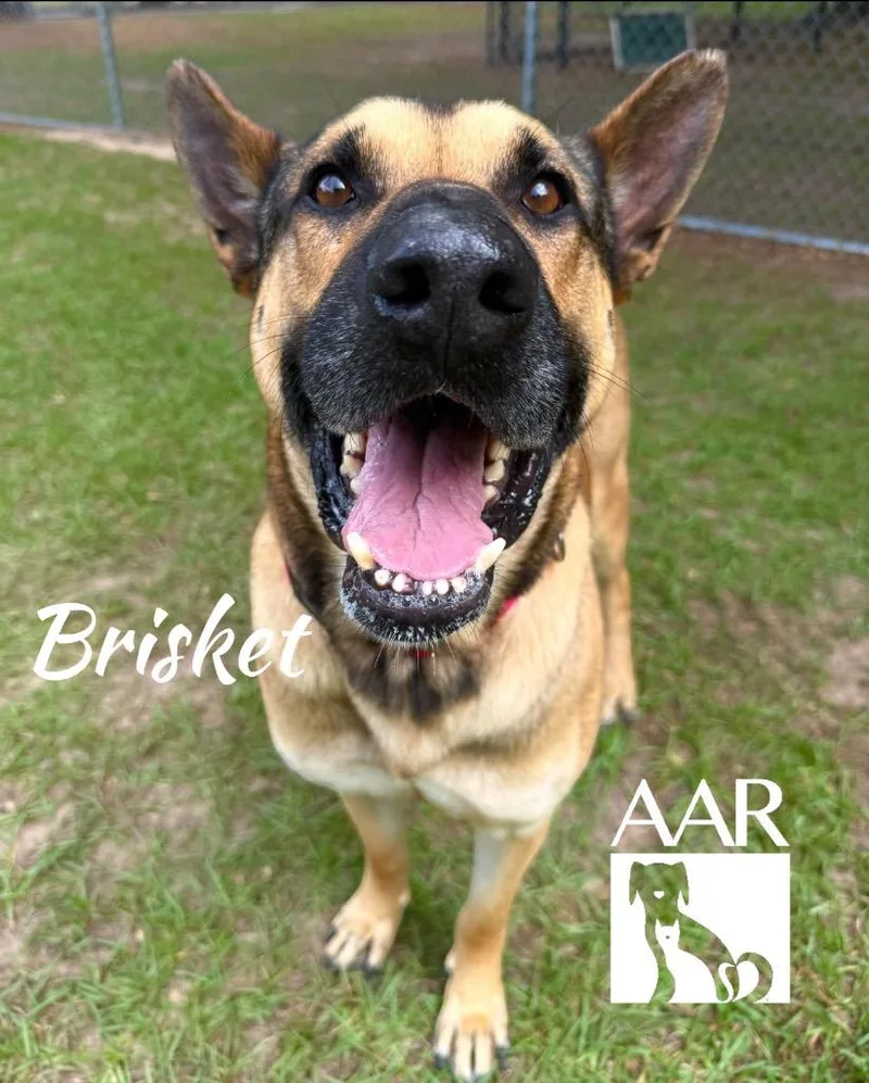 An adult large-sized male German Shepherd Dog dog named Brisket for adoption in Magnolia, TX