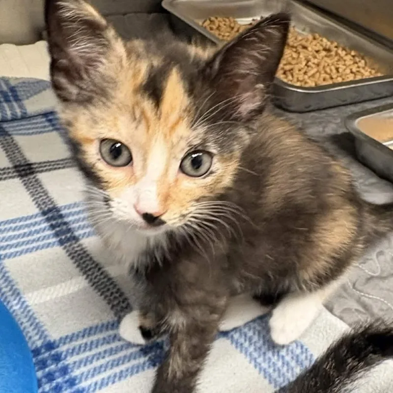 A baby small-sized female Orange / Red Domestic Short Hair cat named Velma for adoption in Gloucester, VA
