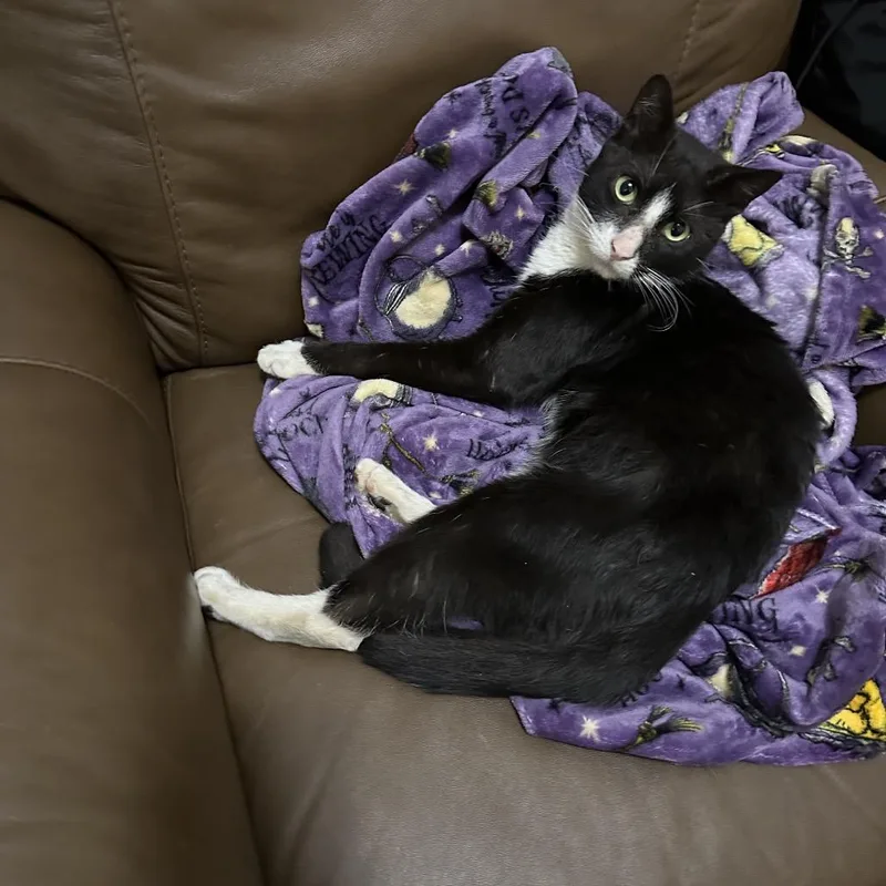 An adult medium-sized male Black Domestic Short Hair cat named Maurice for adoption in Middle Village, NY