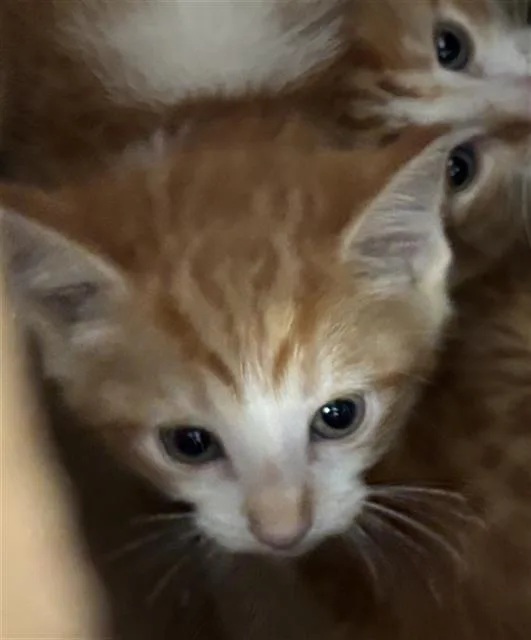 A baby medium-sized female Domestic Short Hair cat named Boogie for adoption in Dallas, TX