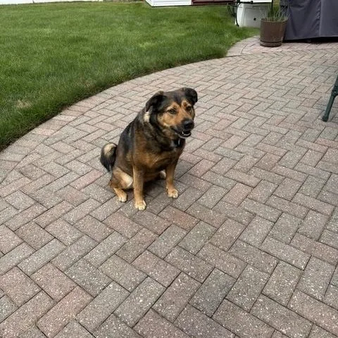 An adult large-sized female Brown / Chocolate German Shepherd Dog dog named Tillie for adoption in Manhasset, NY