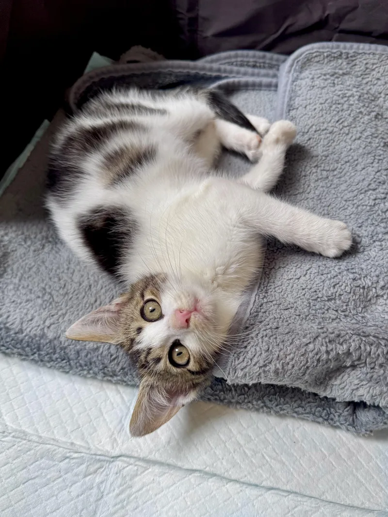A baby large-sized female Domestic Short Hair cat named Rosie for adoption in Ramsey, NJ