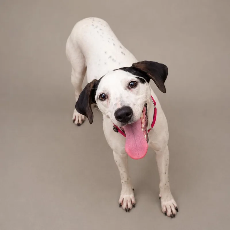 A young medium-sized female Brown / Chocolate Mixed Breed dog named Dolly for adoption in Newport, TN