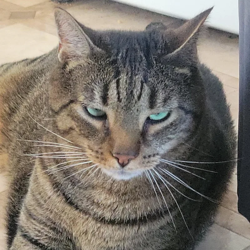 A young medium-sized male Domestic Short Hair cat named Chaz & Chadwick Owner for adoption in Clifton, NJ