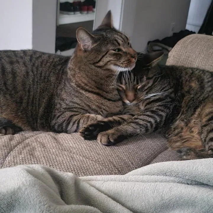 Chaz & Chadwick Owner thumbnail 6
