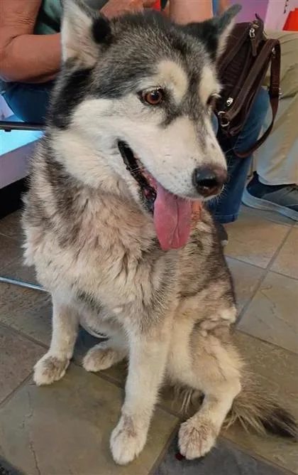 Penelope