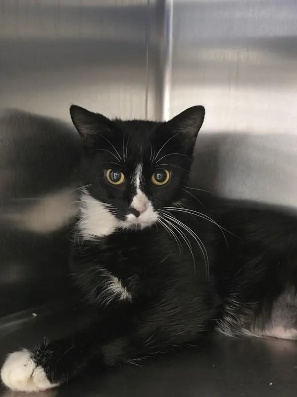 An adult medium-sized female Domestic Short Hair cat named Tawatha for adoption in Vancouver, WA