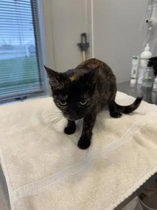 An adult medium-sized female Domestic Short Hair cat named Everglade for adoption in Lafayette, IN