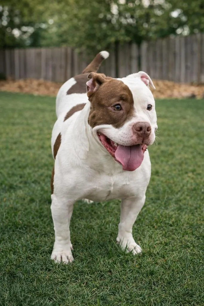 A young large-sized female English Bulldog dog named Petunia for adoption in Princeton, MA