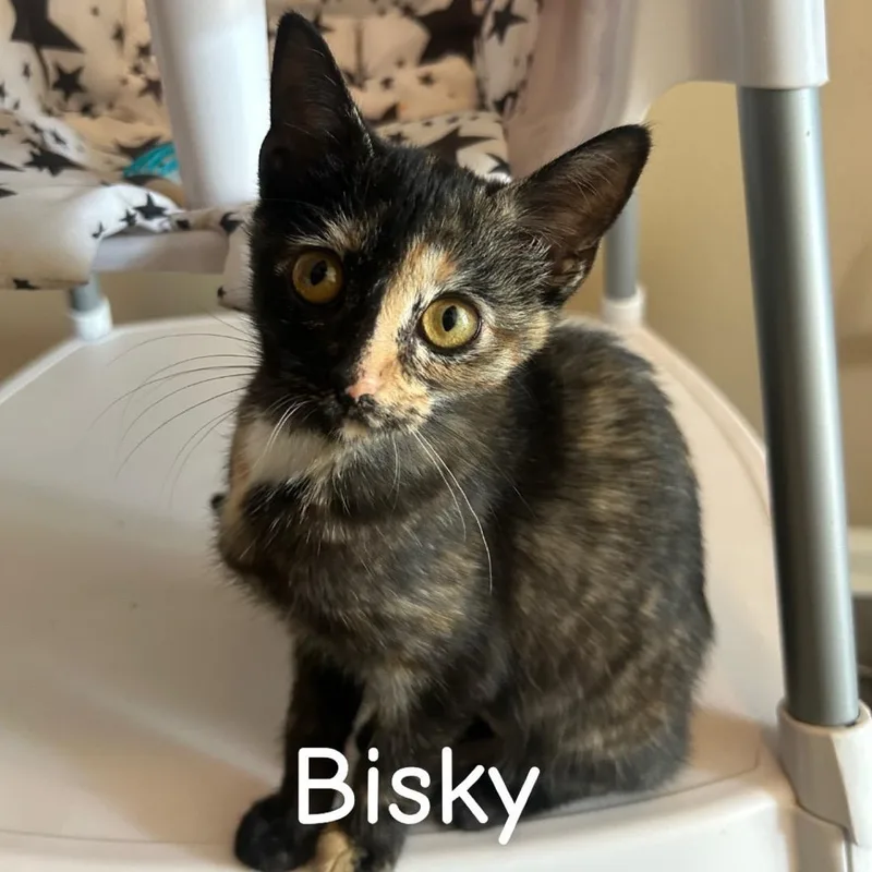 A baby medium-sized female Tortoiseshell Domestic Short Hair cat named Bisky for adoption in Murfreesboro, TN