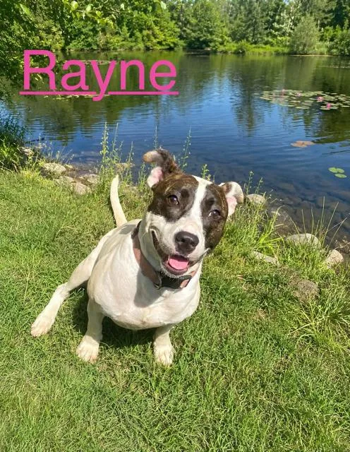 A young medium-sized female Boston Terrier dog named Rayne for adoption in Zimmerman, MN