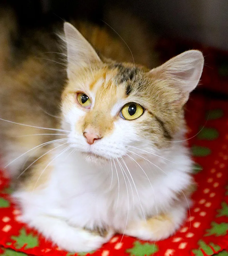 A young medium-sized female Calico cat named S'more for adoption in Kansas City, KS