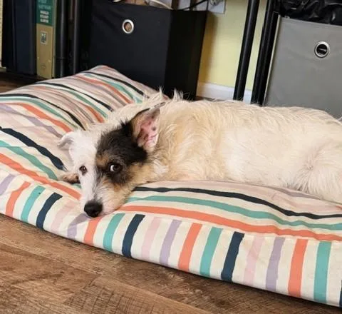 Tristina Blt thumbnail 2