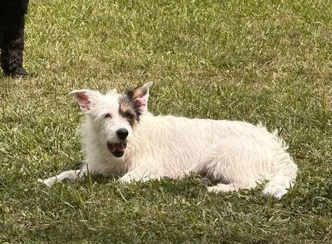 An adult small-sized female Tricolor (Brown, Black, & White) Schnauzer dog named Tristina Blt for adoption in Missouri City, TX