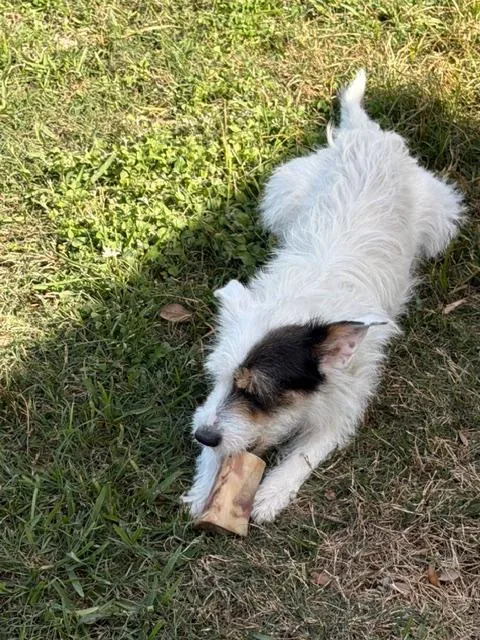 Tristina Blt thumbnail 4