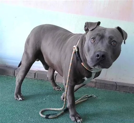 An adult large-sized male Pit Bull Terrier dog named Blue for adoption in Baldwin Park, CA